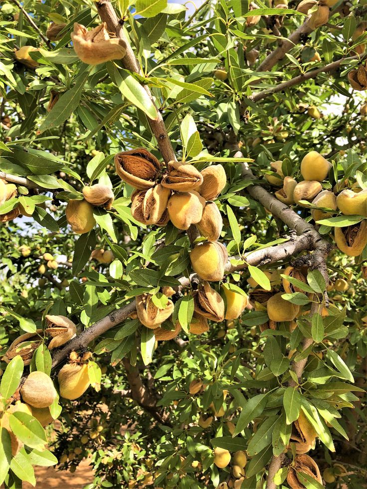 almendras en Macotera